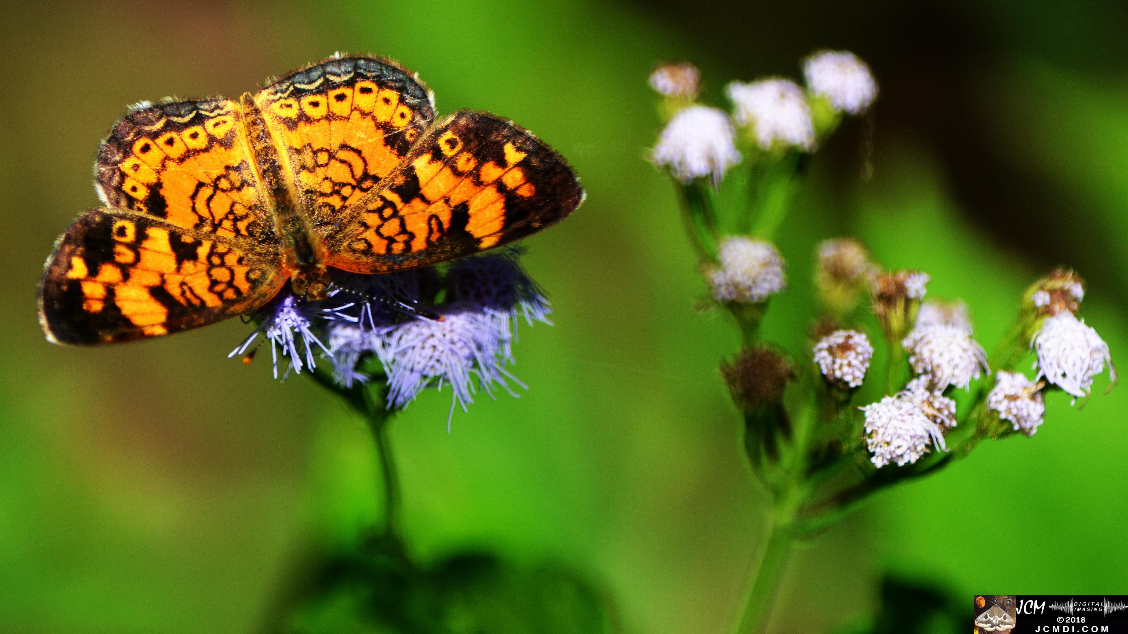 A Pearl Crescent Butterfly at Old Hickory Lake.jpg